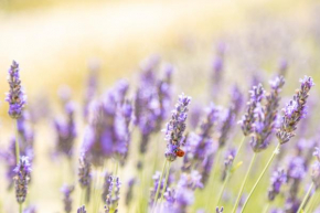 Agriturismo La Valle della Lavanda - Podere Mezzastrada Fauglia